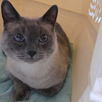 STRAY-0926-01 "Remy"