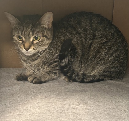 LILO - Domestic Shorthair / Mix available for adoption