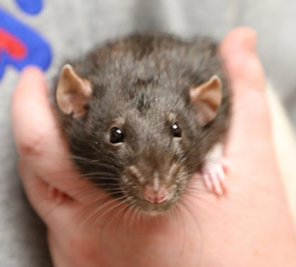 SPAWN - Rat / Rat available for adoption