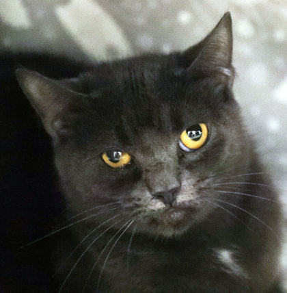 SEBBI - Domestic Shorthair / Mix for adoption in Hartford
