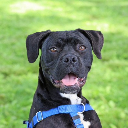 VADER - Cane Corso / Mix available for adoption