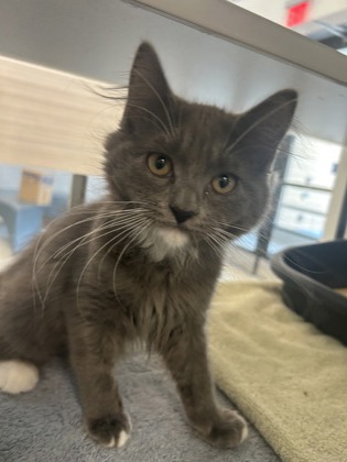 ESME - Domestic Medium Hair / Mix available for adoption