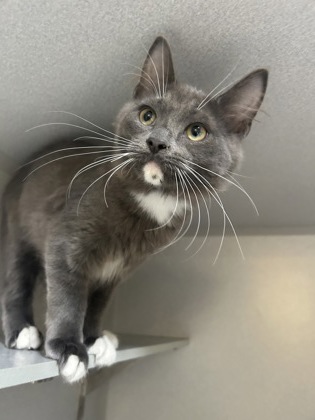 SONNY - Domestic Medium Hair / Mix available for adoption