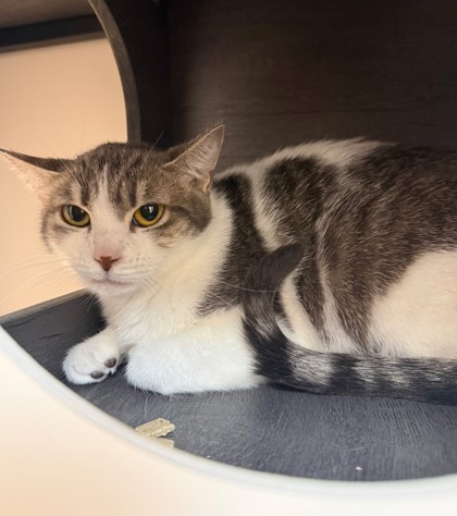 DAHLIA - Domestic Shorthair / Mix available for adoption