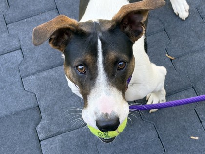 IKEA - Jack Russell Terrier / Mix available for adoption