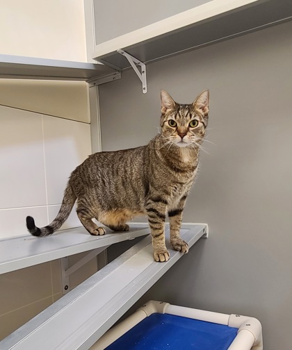 KEY - Domestic Shorthair / Mix available for adoption