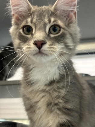 CUTIE - Domestic Medium Hair / Mix available for adoption
