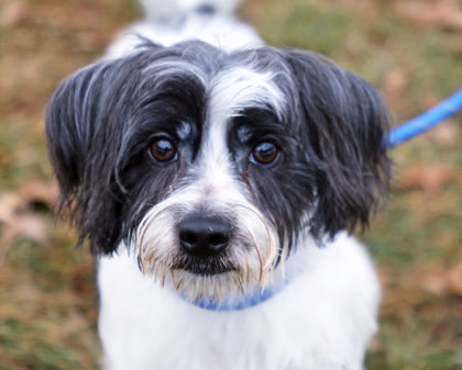 MIKE - Lhasa Apso / Mix available for adoption