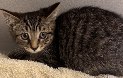 ANASTASIA - Domestic Shorthair / Mix for adoption in Hartford