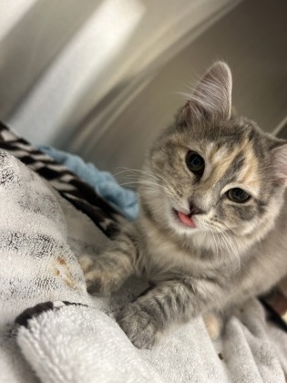 AURORA - Domestic Medium Hair / Mix available for adoption