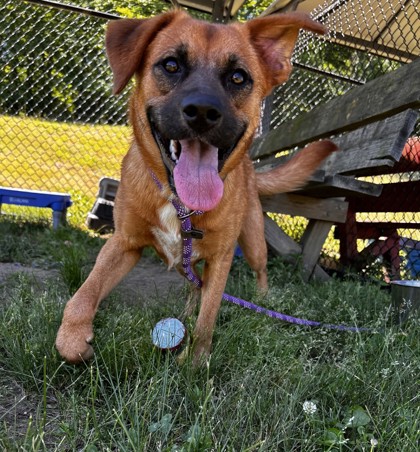 NIMH - Black-Mouth Cur / Mix available for adoption