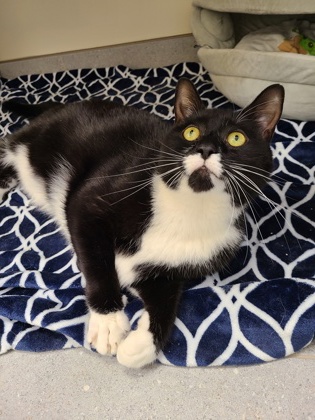 JACK - Domestic Shorthair / Mix for adoption in Hartford