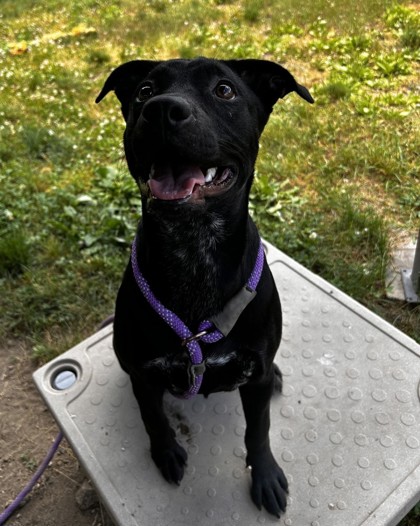 GINNY - Labrador Retriever / Mix available for adoption