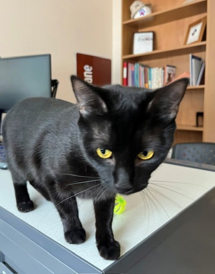 MIA - Domestic Shorthair / Mix available for adoption