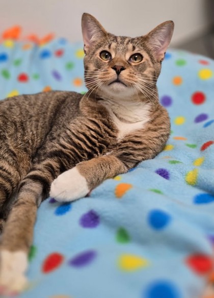 HOLT - Domestic Shorthair / Mix for adoption in Hartford