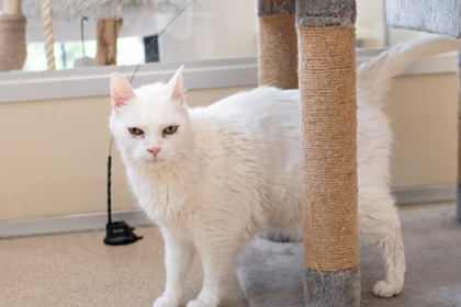 SCAMP - Domestic Medium Hair / Mix available for adoption