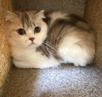 KEYSTONE - Scottish Fold / Mix for adoption in Hartford
