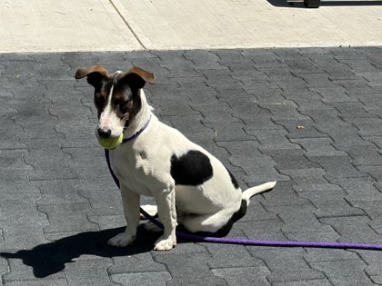 IKEA - Jack Russell Terrier / Mix available for adoption