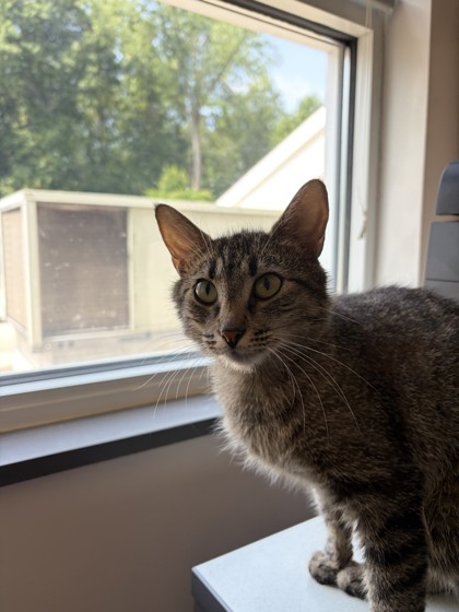 AELIN - Domestic Shorthair / Mix for adoption in Hartford