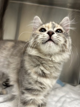 AURORA - Domestic Medium Hair / Mix available for adoption