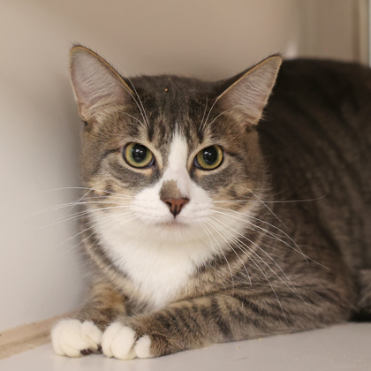 OSWALD - Domestic Shorthair / Mix available for adoption
