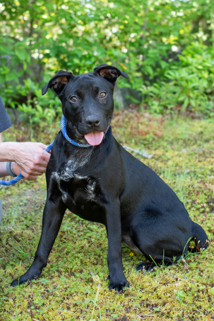 GINNY - Labrador Retriever / Mix available for adoption