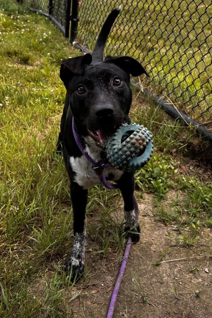 GWEN - Labrador Retriever / Mix available for adoption