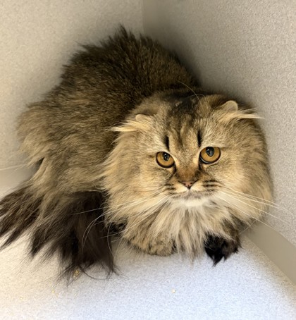 LINTEL - Scottish Fold / Mix for adoption in Hartford