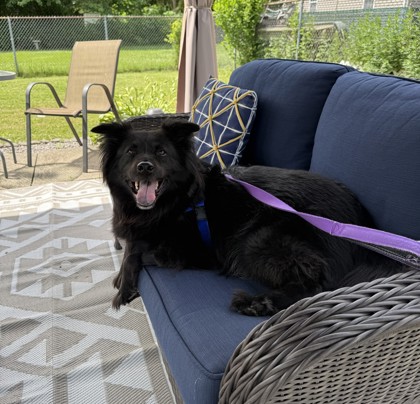 WESLEY - Chow Chow / Mix available for adoption