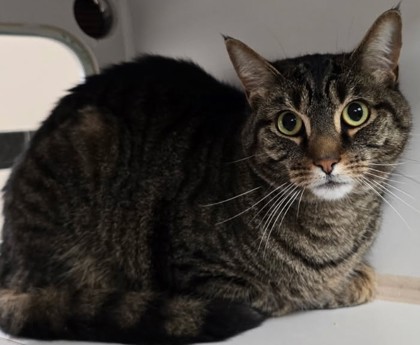 SPARKY - Domestic Medium Hair / Mix available for adoption