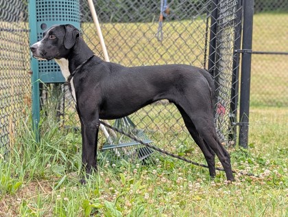 DONATELLO - Labrador Retriever / Mix available for adoption