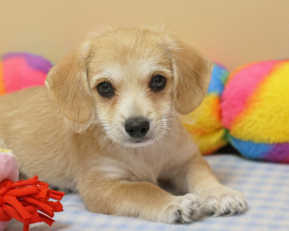 ORION - Mixed Breed, Small (under 24 lbs fully grown) / Mix available for adoption