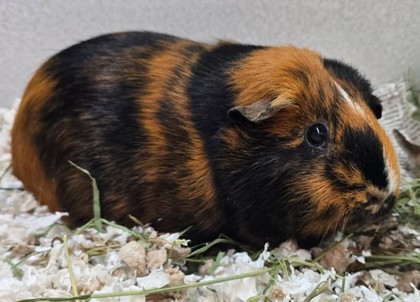 PEPPER - Guinea Pig / Guinea Pig available for adoption