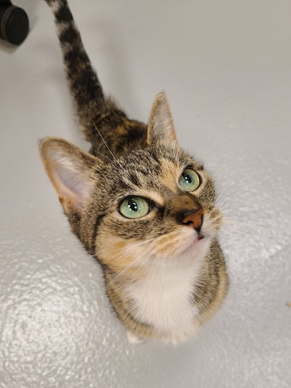 SAGE - Domestic Shorthair / Mix available for adoption