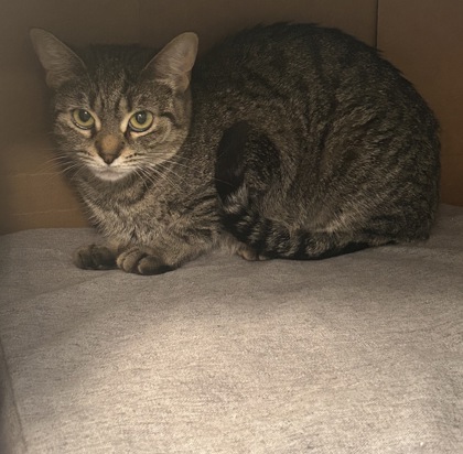 LILO - Domestic Shorthair / Mix available for adoption