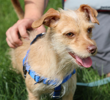MAVERICK - Miniature Pinscher / Standard Poodle available for adoption