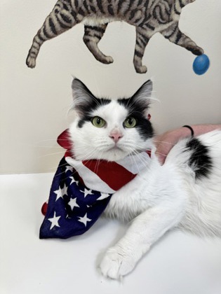 SOPHIE - Domestic Longhair / Mix for adoption in Hartford