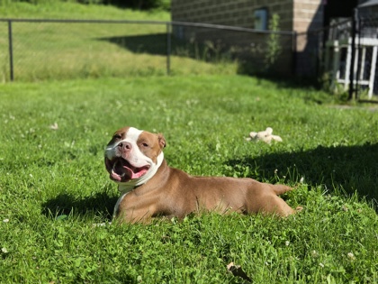 MAXIE - American Bulldog / Mix available for adoption