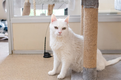 SCAMP - Domestic Medium Hair / Mix available for adoption
