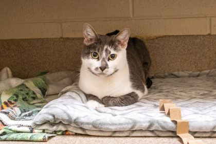 SKYLAR - Domestic Longhair / Mix for adoption in Hartford
