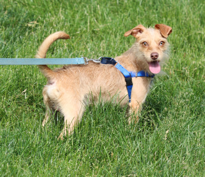 MAVERICK - Miniature Pinscher / Standard Poodle available for adoption
