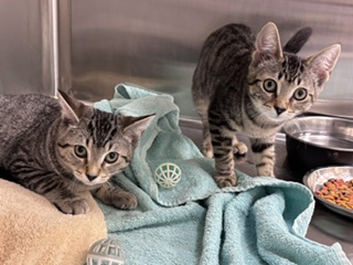 CINDER - Domestic Shorthair / Mix for adoption in Hartford