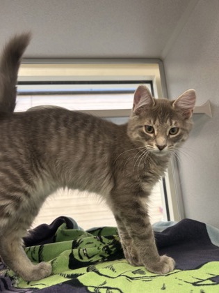 WHISPER - Domestic Medium Hair / Mix available for adoption