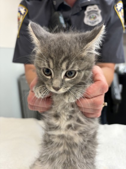 TOOTHLESS - Domestic Medium Hair / Mix available for adoption