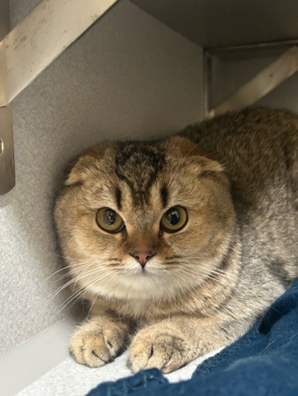GROTTO - Scottish Fold / Mix for adoption in Hartford