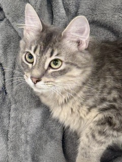 NIA - Domestic Medium Hair / Mix for adoption in Hartford