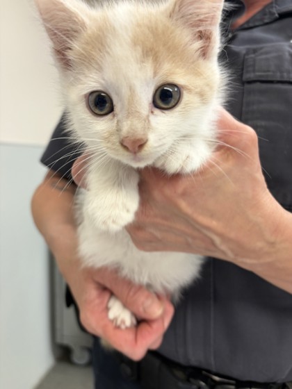 HICCUP - Domestic Shorthair / Mix available for adoption