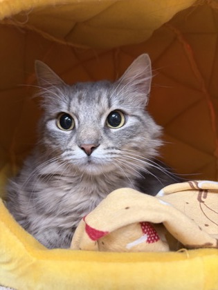 CHANEL - Domestic Longhair / Mix available for adoption