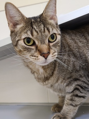 KEY - Domestic Shorthair / Mix available for adoption