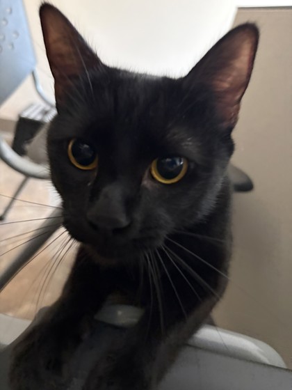 MIA - Domestic Shorthair / Mix available for adoption